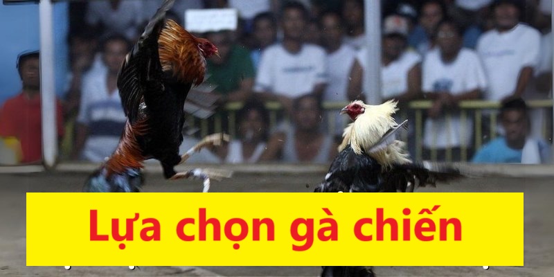 Bạn hãy lựa chọn chiến kê để nâng cao khả năng thắng cược