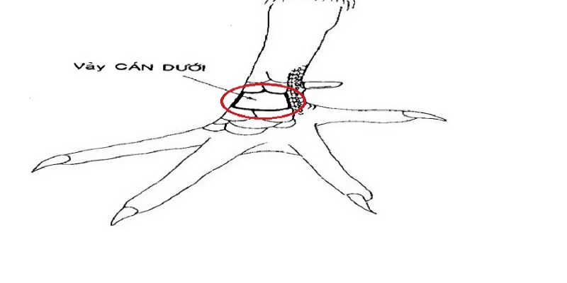 Đặc điểm vảy gà vấn cán: nhẵn, đều, sắc nét